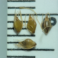 Eleocharis rostellata