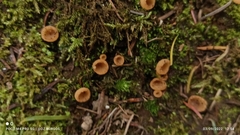 Tarzettaceae
