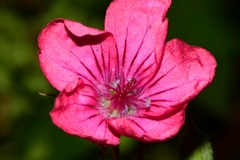 Geranium oaxacanum