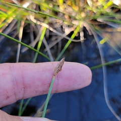 Eleocharis rostellata