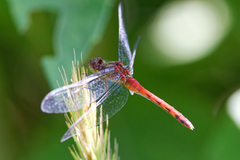 Sympetrum vicinum