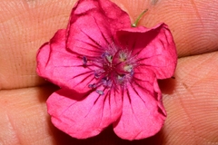 Geranium oaxacanum