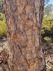 Corymbia eximia
