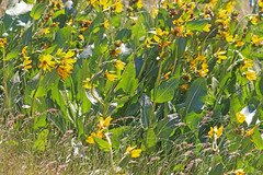 Wyethia amplexicaulis