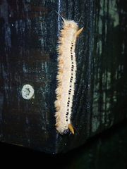 Lasiocampoidea
