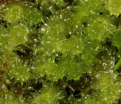 Ptychomnion aciculare