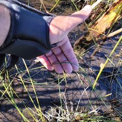 Eleocharis rostellata
