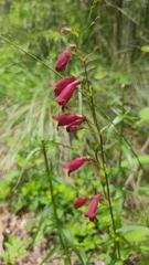 Penstemon roseus