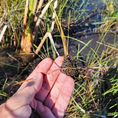 Eleocharis rostellata