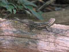 Sceloporus consobrinus