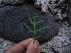 Parthenium hysterophorus