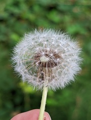 Taraxacum erythrospermum
