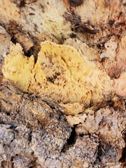 Corymbia eximia