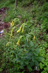 Lithospermum