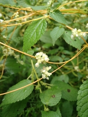 Cuscuta gronovii