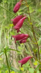 Penstemon roseus