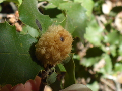 Heteroecus melanoderma