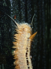Lasiocampoidea