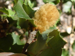 Heteroecus melanoderma