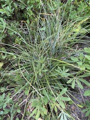 Xerophyllum tenax