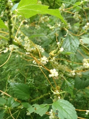 Cuscuta gronovii