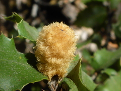 Heteroecus melanoderma