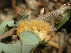 Heteroecus melanoderma