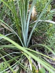 Xerophyllum tenax