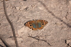 Junonia