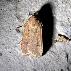Abagrotis alternata