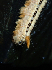 Lasiocampoidea