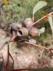 Corymbia eximia