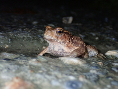 Bufo bankorensis