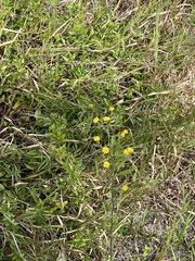 Croptilon divaricatum