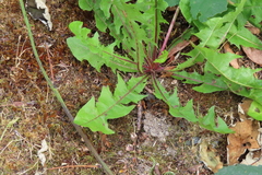 Taraxacum erythrospermum