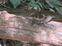 Sceloporus consobrinus
