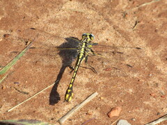 Gomphurus