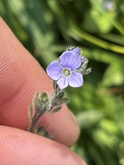 Veronica wormskjoldii