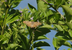 Pyrginae