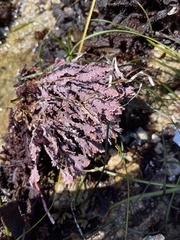 Calliarthron tuberculosum