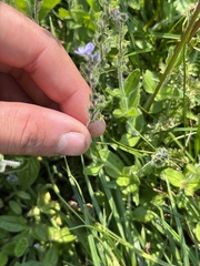 Veronica wormskjoldii