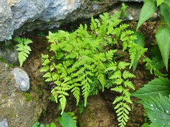 Cystopteris fragilis