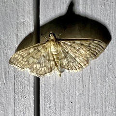 Herpetogramma pertextalis