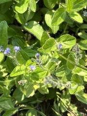 Veronica wormskjoldii