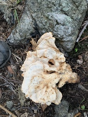 Laetiporus cincinnatus