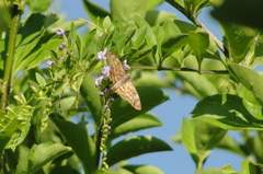Pyrginae
