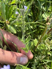 Veronica wormskjoldii
