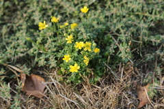 Ranunculus multifidus