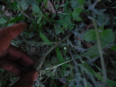 Parthenium hysterophorus