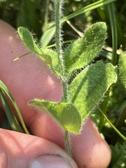 Veronica wormskjoldii